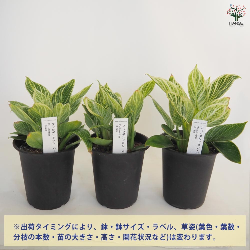 フィロデンドロン バーキン 【観葉植物 4号／1個売り】