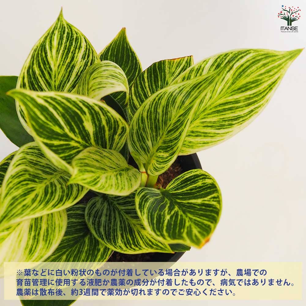 フィロデンドロン バーキン 【観葉植物 4号／1個売り】