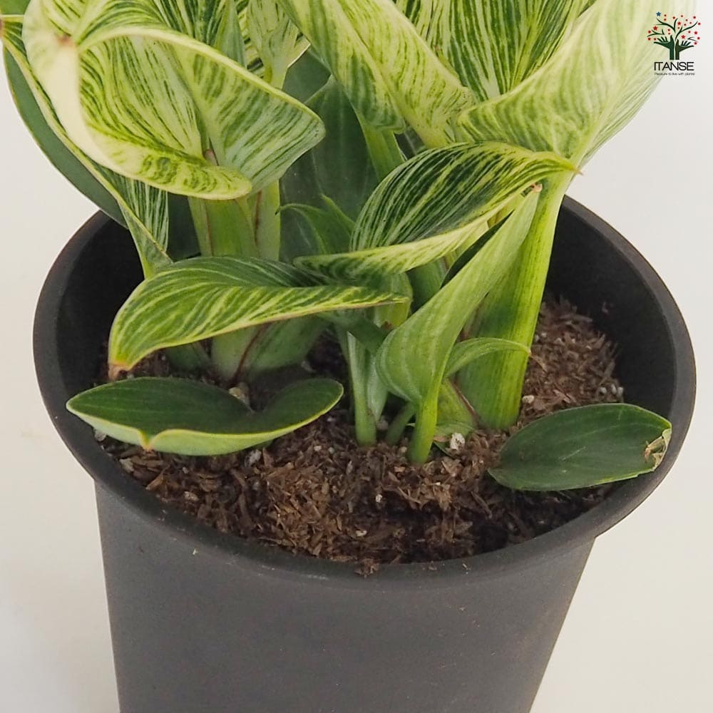フィロデンドロン バーキン 【観葉植物 4号／1個売り】