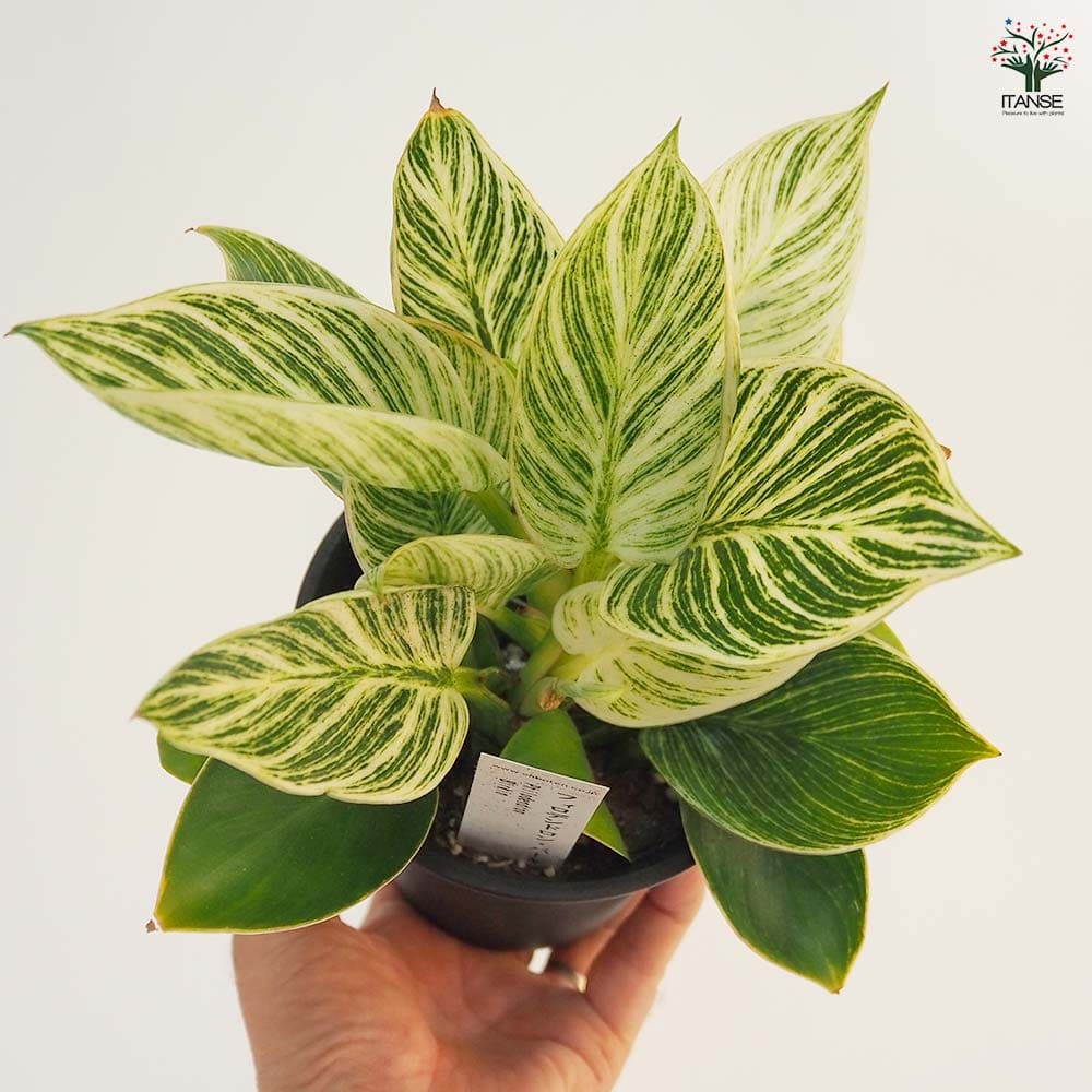 フィロデンドロン バーキン 【観葉植物 4号／1個売り】