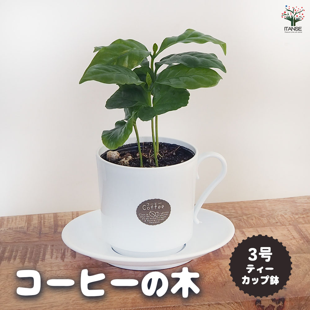 コーヒーの木 ティーカップ鉢 【果樹の苗 3号／1個売り】｜ 【植物の