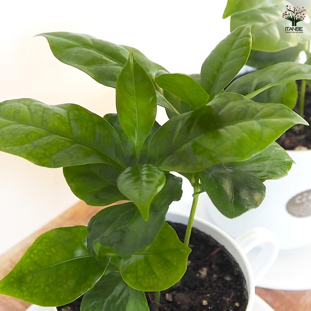 コーヒーの木 ティーカップ鉢 【果樹の苗 3号／1個売り】｜ 【植物の