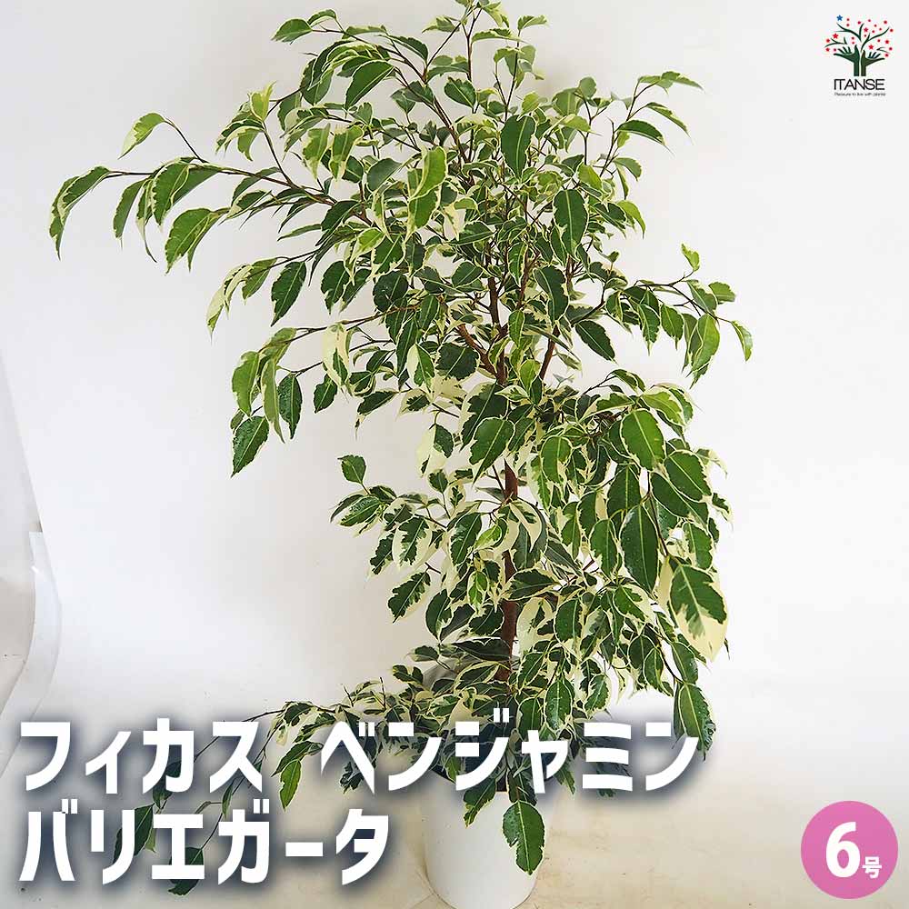 フィカス 斑入り ベンジャミン 【観葉植物 6号／1個売り】｜ 【植物の