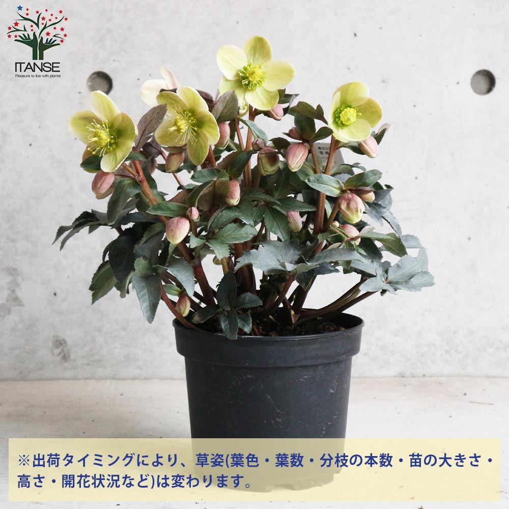 クリスマスローズ苗 クリスマスローズ 苗 ホワイトシュガーシフォン メリクロン苗