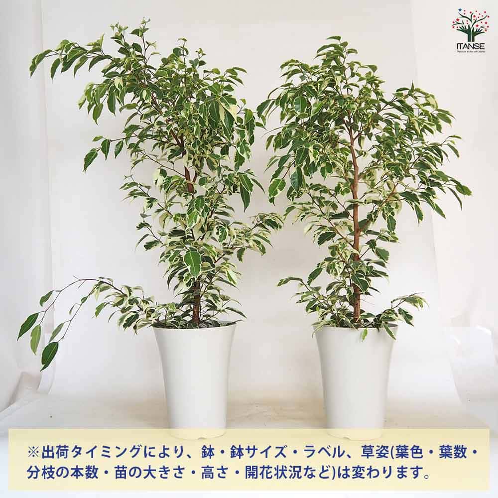 登録品種 ベンジャミン・スターライトビューティークイーン＊白斑が美しい 現品発送 登録品種 ベンジャミン・スターライトビューティークイーン＊白斑が