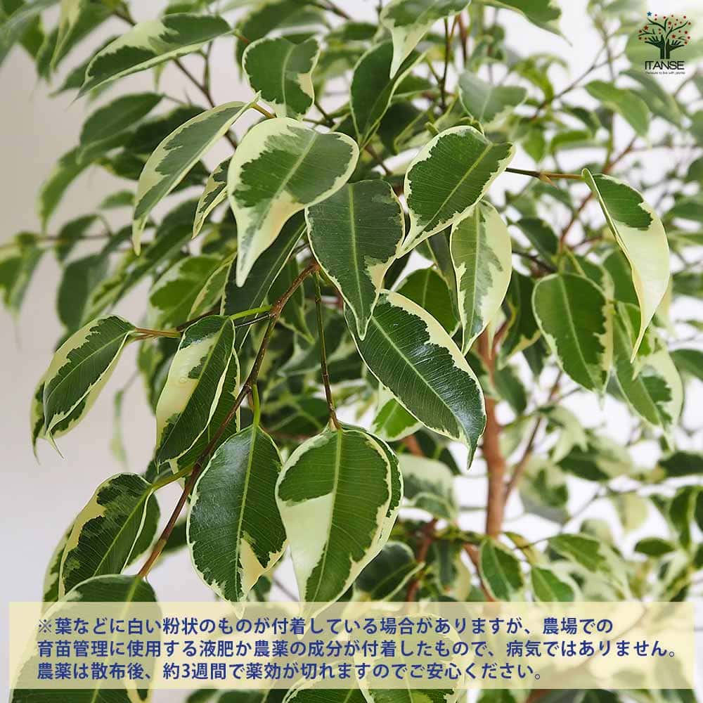 斑入り　ベンジャミン　苗　観葉植物 フィカス 斑入り ベンジャミン 【観葉植物 6号／1個売り】｜ 【植物の