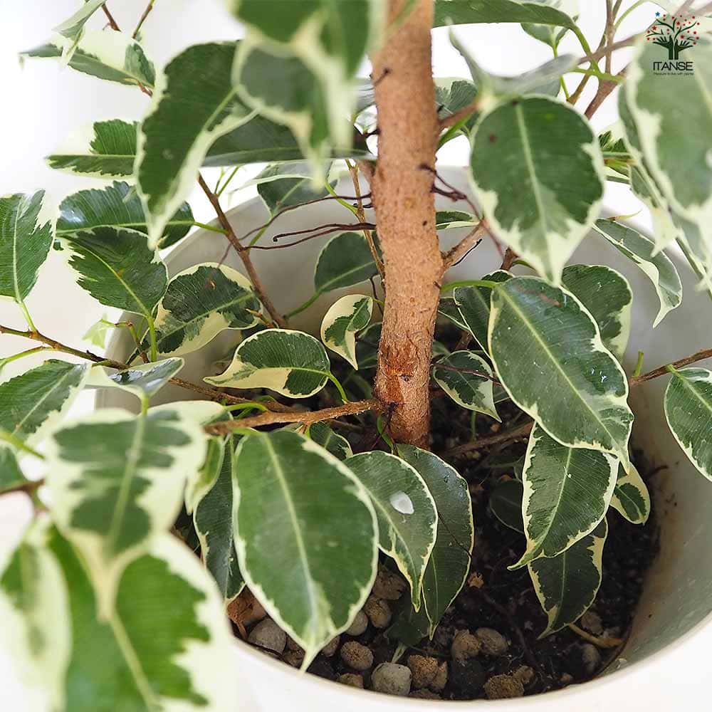 フィカス 斑入り ベンジャミン 【観葉植物 6号／1個売り】｜ 【植物の
