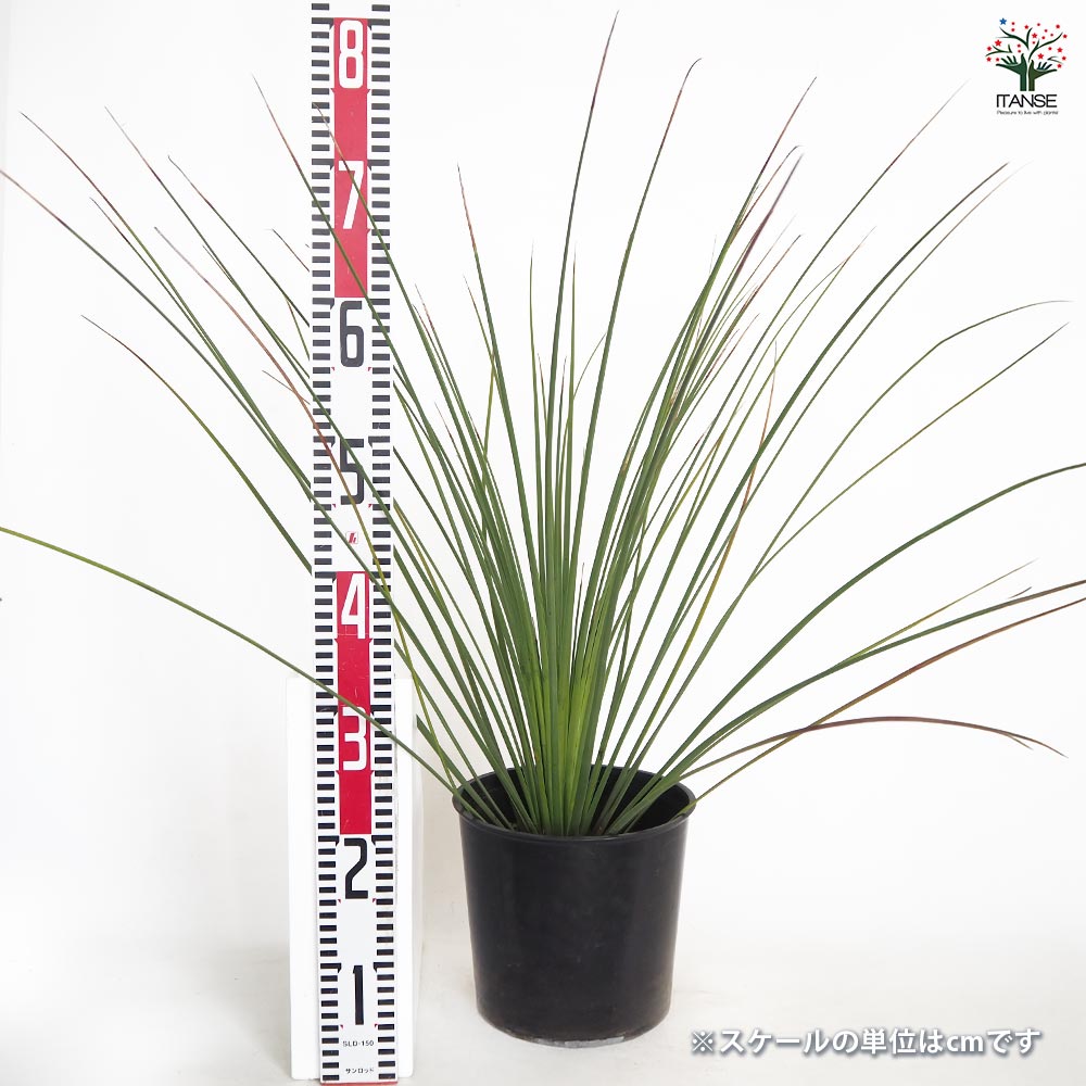 ダシリリオン クアドラングラツム 【多肉植物 7号／1個売り】｜ 【植物