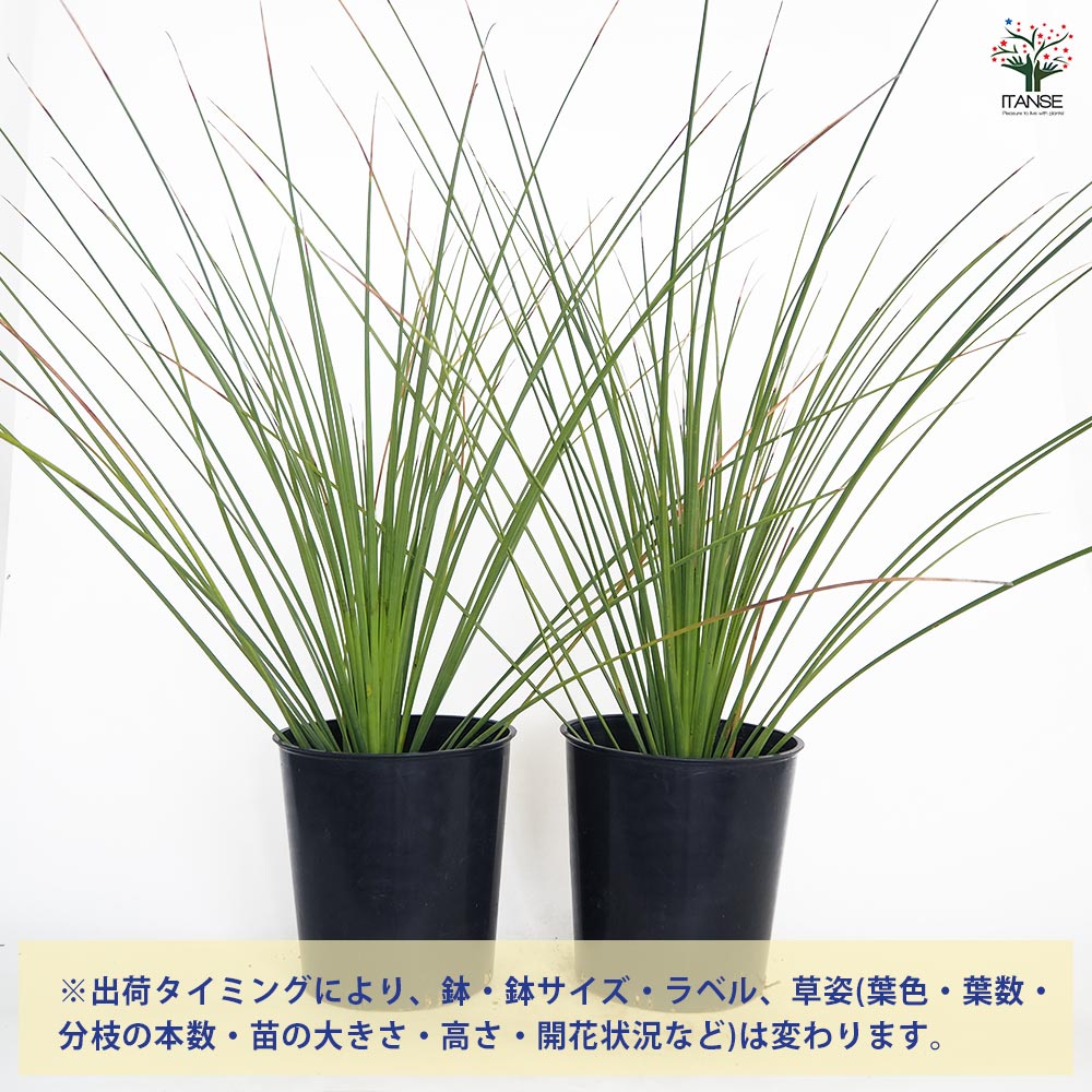ダシリリオン クアドラングラツム 【多肉植物 7号／1個売り