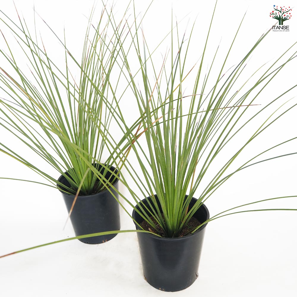 ダシリリオン クアドラングラツム 【多肉植物 7号／1個売り】｜ 【植物