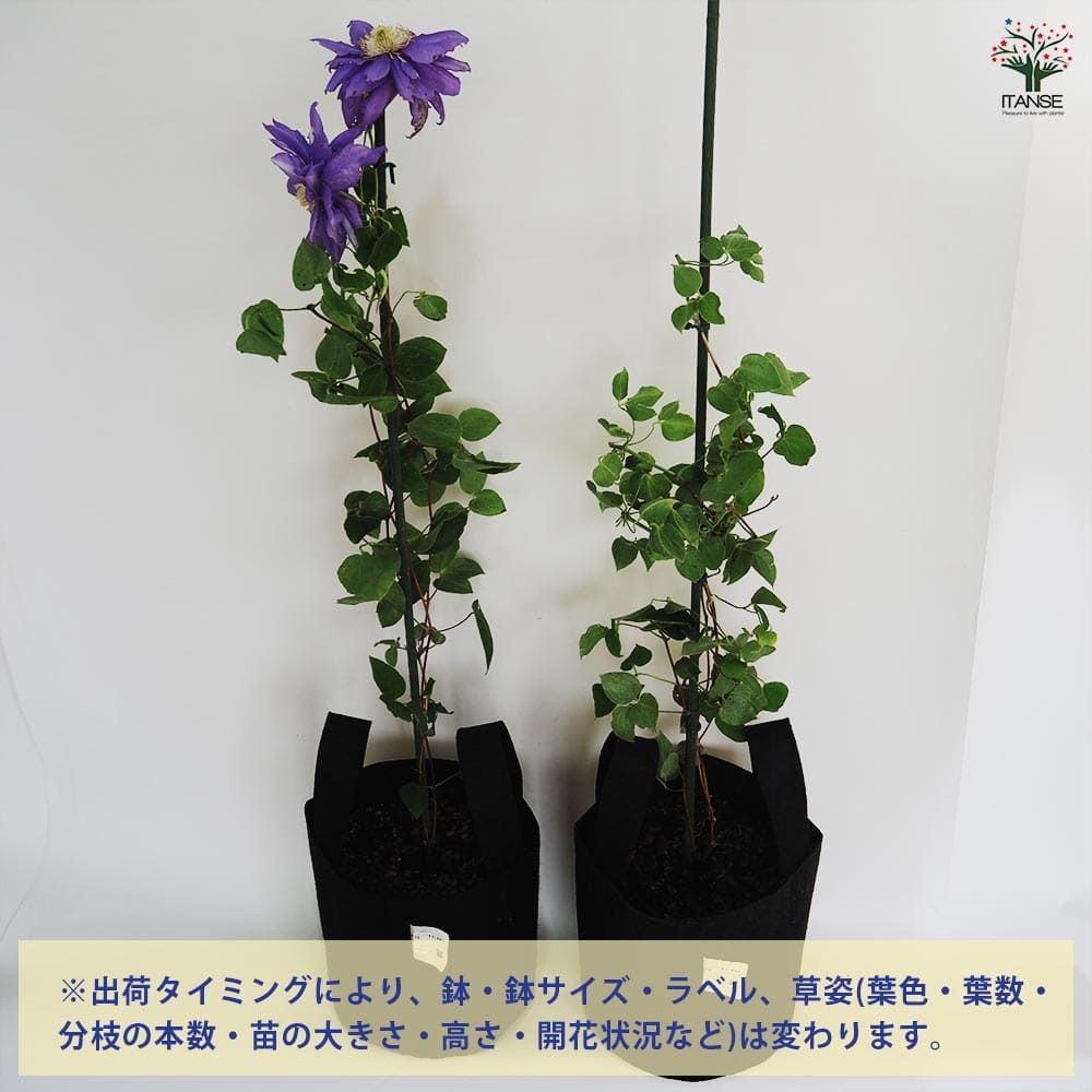 クレマチス 双雲 フェルトポット 【花苗 ／1個売り】｜ 【植物の