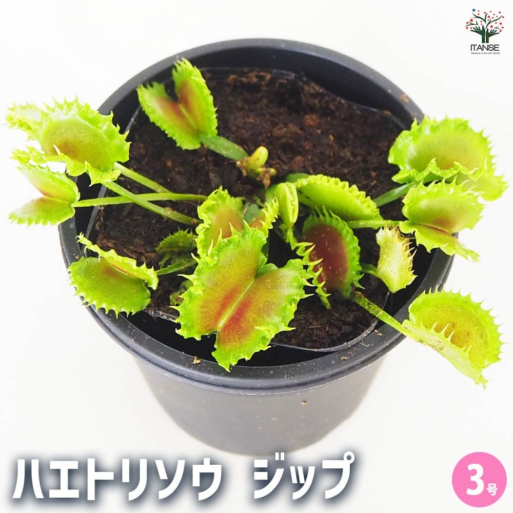 食虫植物 ハエ取り草 ジップ 【観葉植物 3号／1個売り