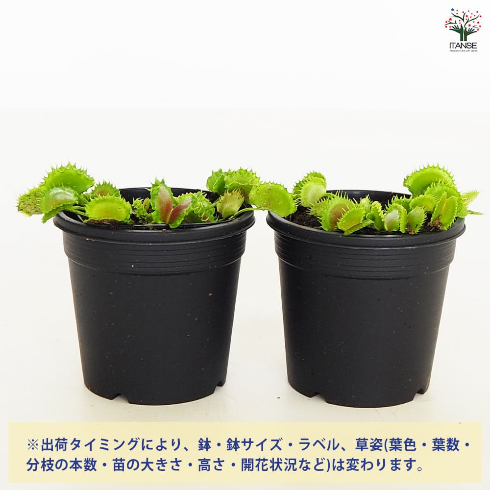 4月21日入荷】食虫植物 ハエ取り草 ジップ 【観葉植物 3号／1個売り