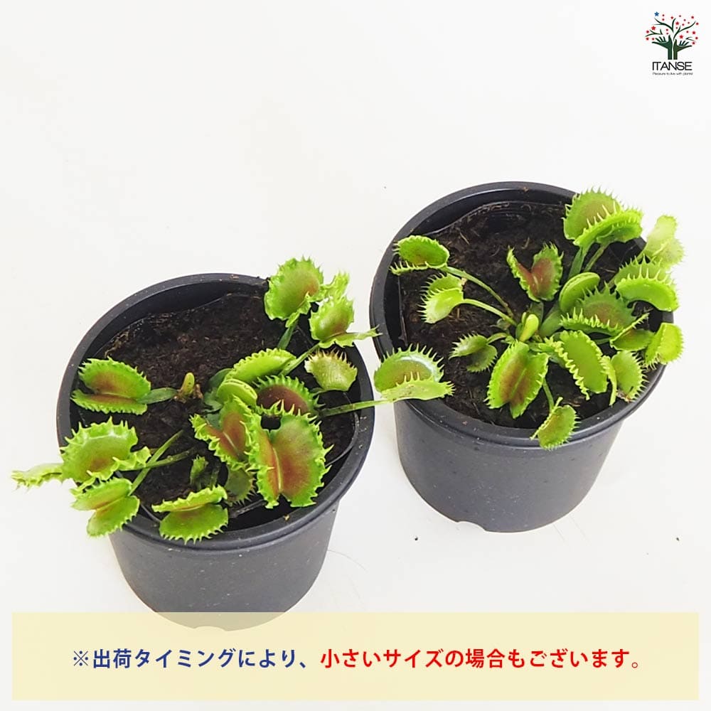 食虫植物 ハエ取り草 ジップ 【観葉植物 3号／1個売り