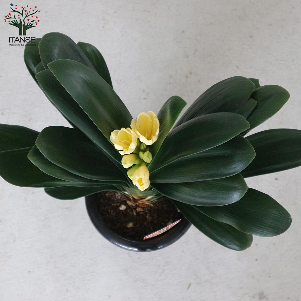 クンシンラン 【花苗 6号／1個売り】｜ 【植物のITANSE】全品