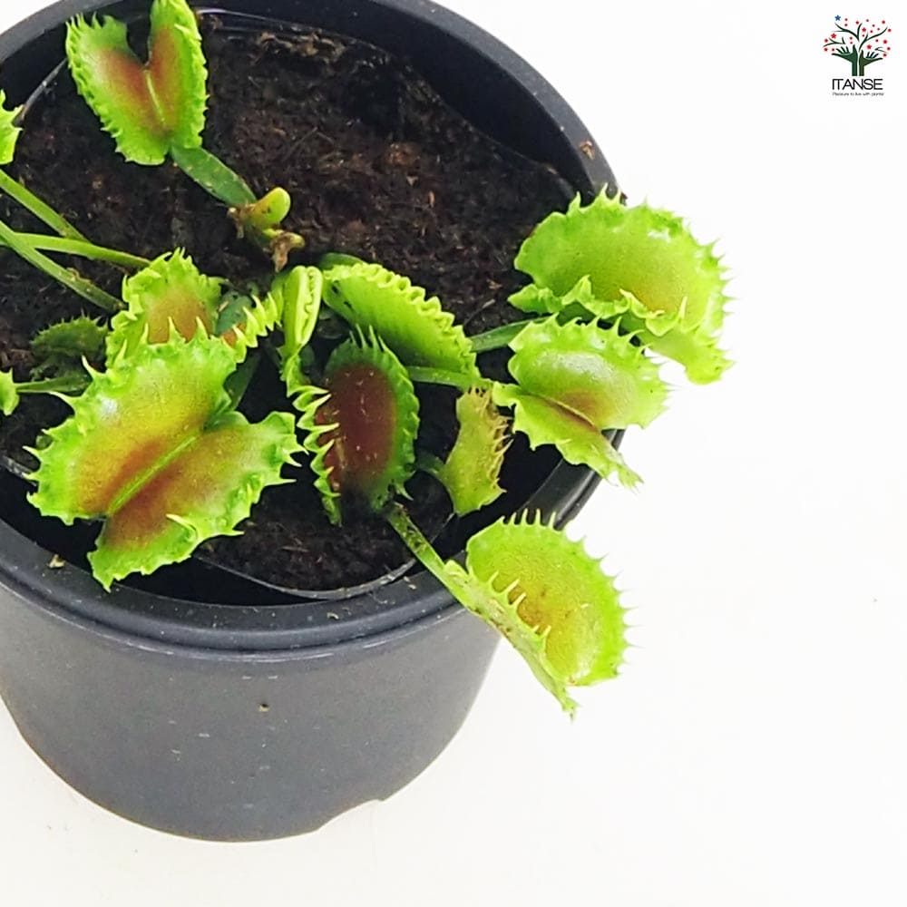 食虫植物 ハエ取り草 ジップ 【観葉植物 3号／1個売り