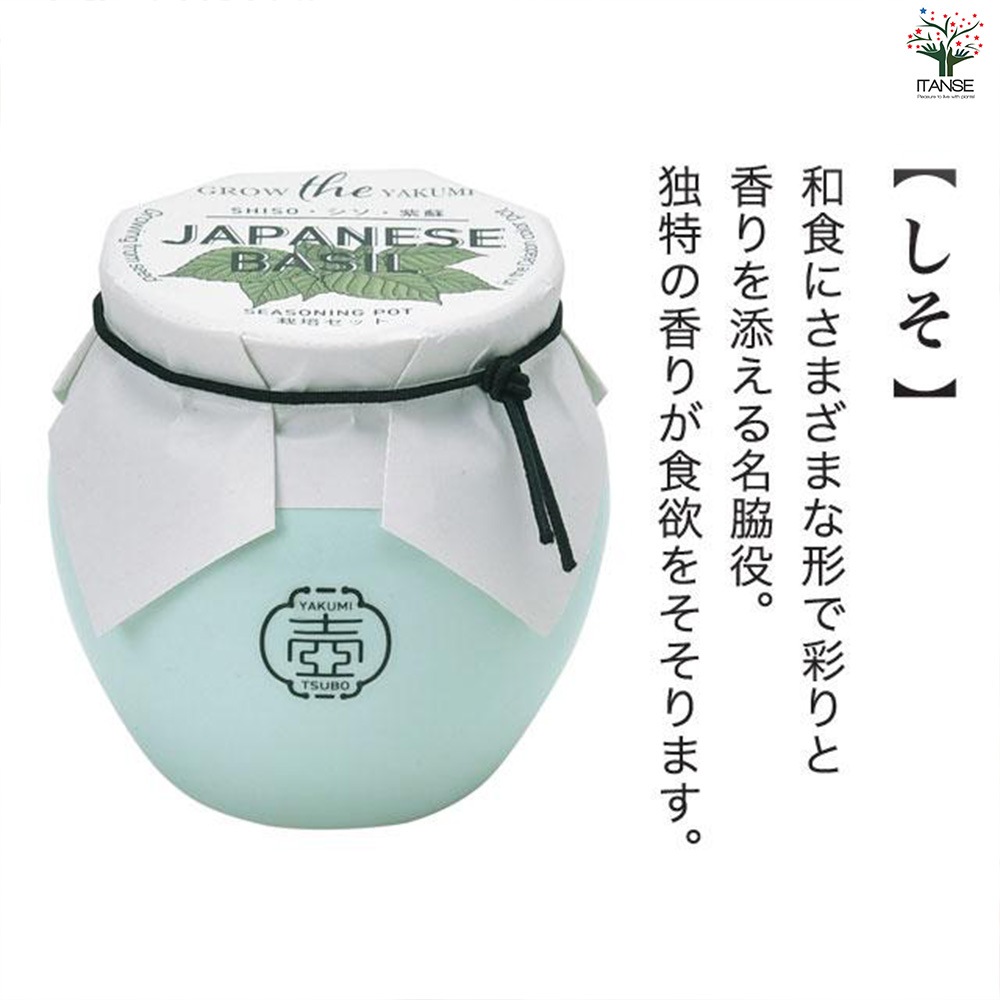植栽　壺 栽培セット TSUBO しそ 【1個売り】｜ 【植物のITANSE】全品送料