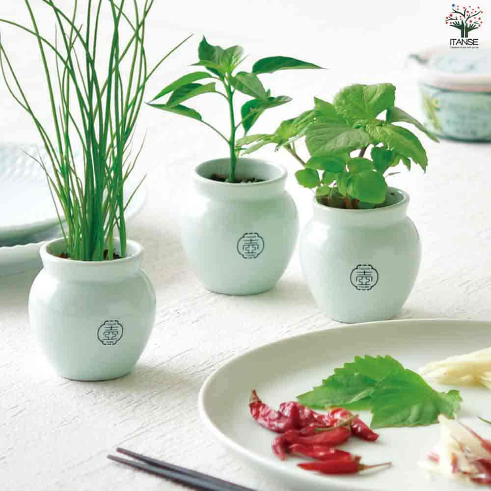 栽培セット TSUBO しそ 【1個売り】| 【植物のITANSE】全品送料 栽培セット TSUBO しそ 【1個売り】| 【植物のITANSE】全品送料