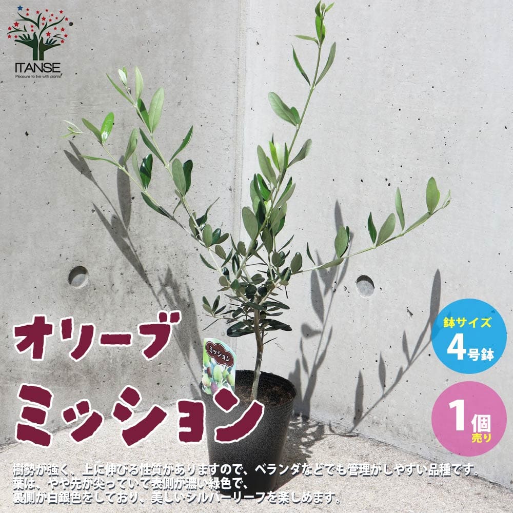 オリーブ ミッション4号黒ポット 【果樹の苗木 4号／1個売り