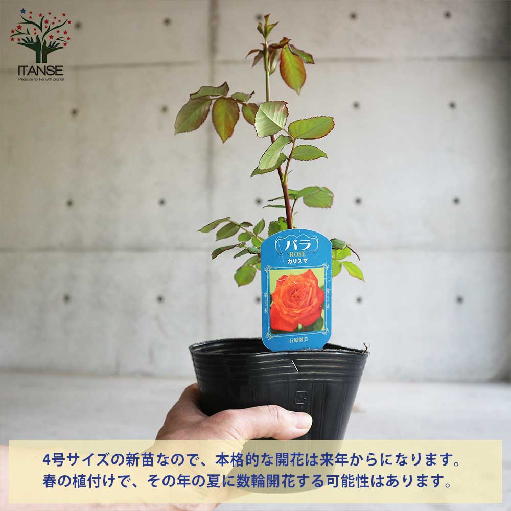 薔薇の苗 カリスマ (四季咲きフロリバンダローズ)【花苗新苗4号ポット