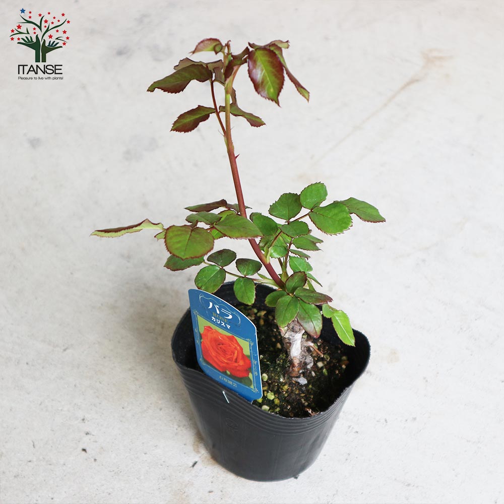 薔薇の苗 カリスマ (四季咲きフロリバンダローズ)【花苗新苗4号ポット