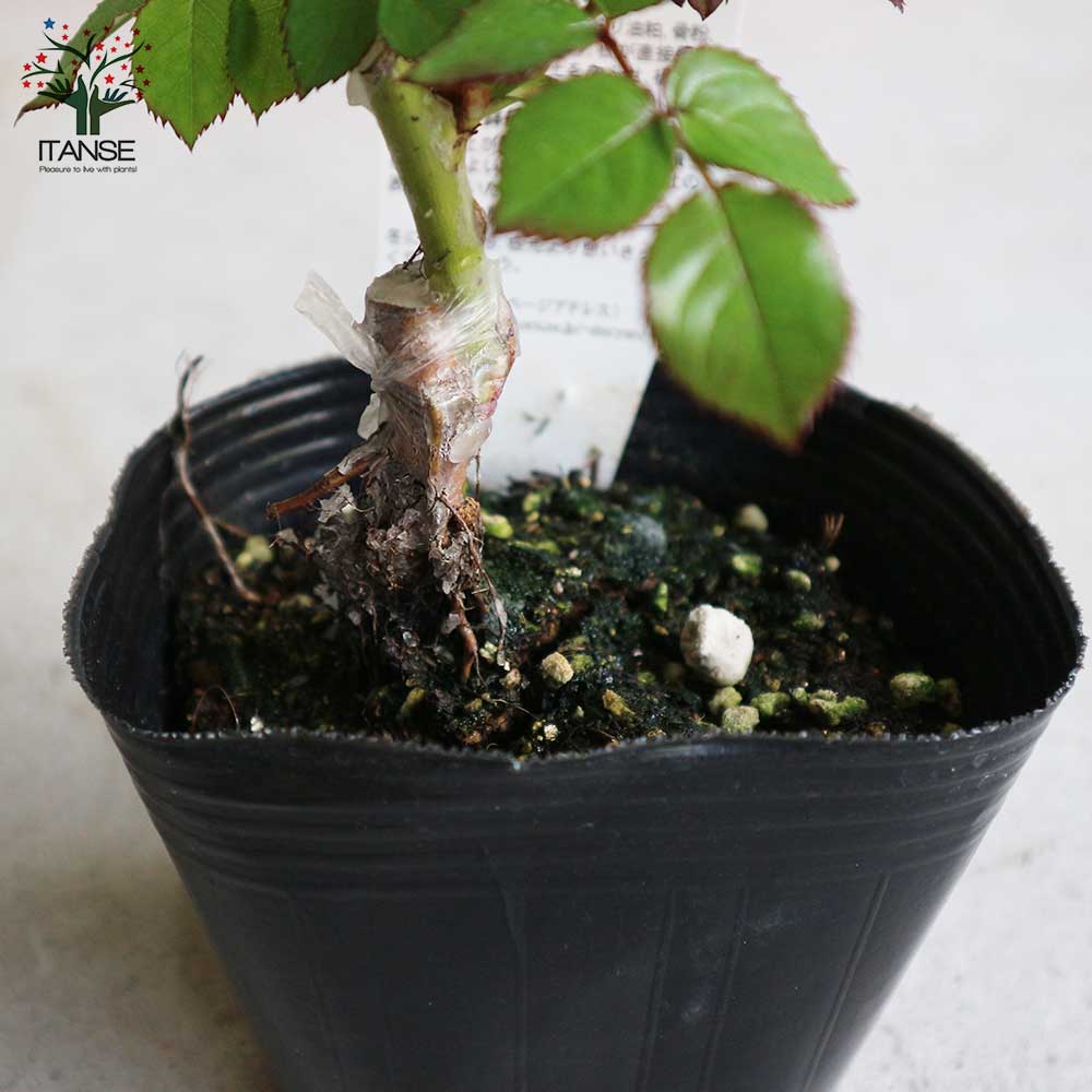 薔薇の苗 カリスマ (四季咲きフロリバンダローズ)【花苗新苗4号ポット