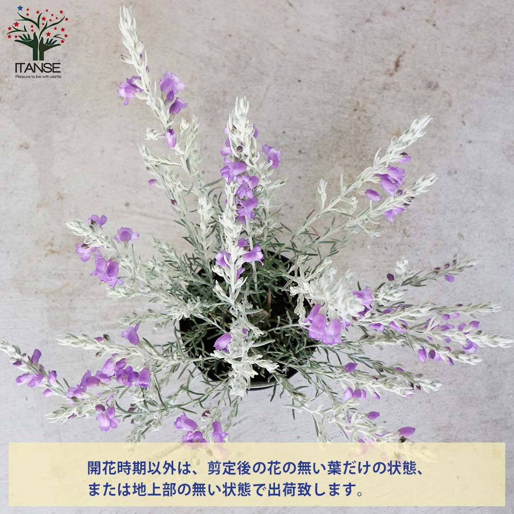 Itanse良品セレクト通販 Itanse良品セレクト通販