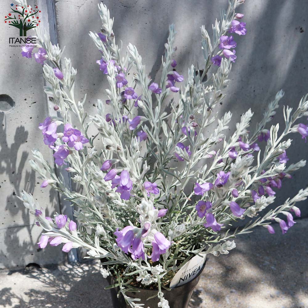 最大64 オフ エレモフィラ ニベア 3 3 5号 最大64 オフ エレモフィラ ニベア 3 3 5号