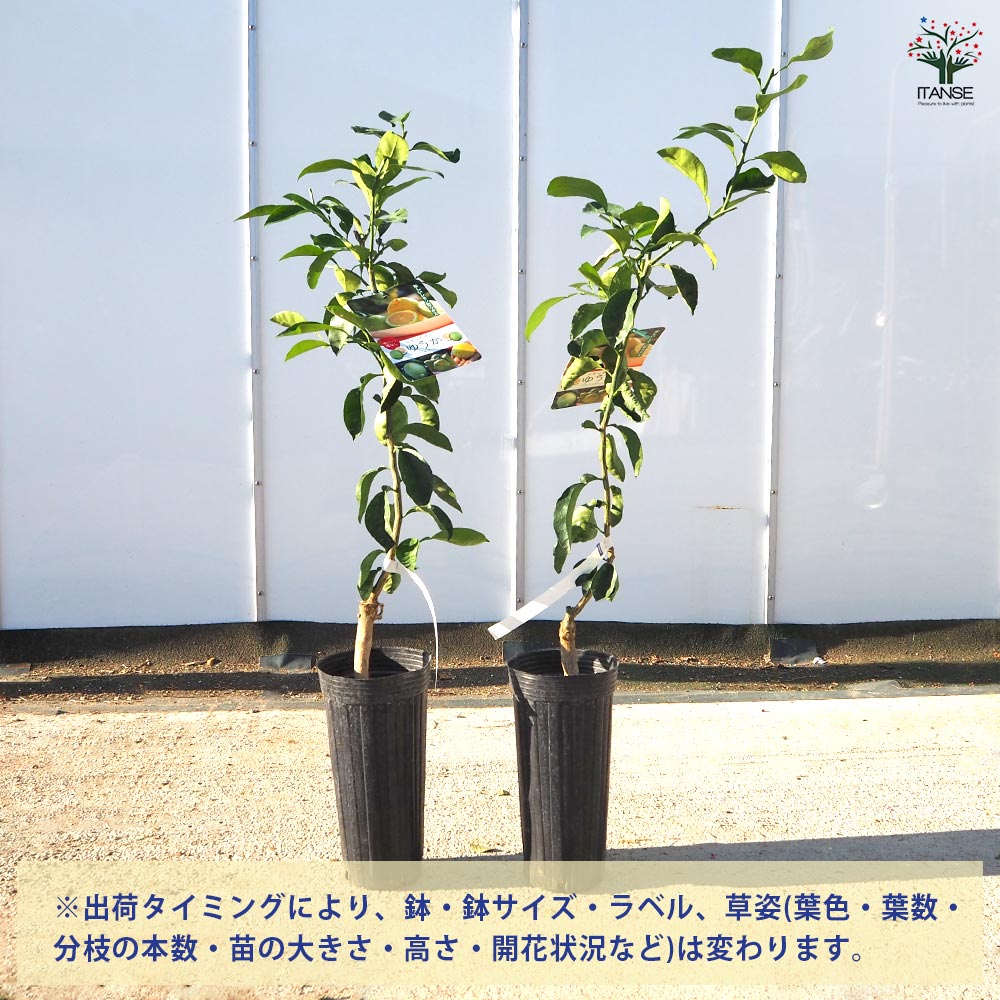 レモンカボス ゆうか 【果樹の苗木 4号／1個売り】｜ 【植物の
