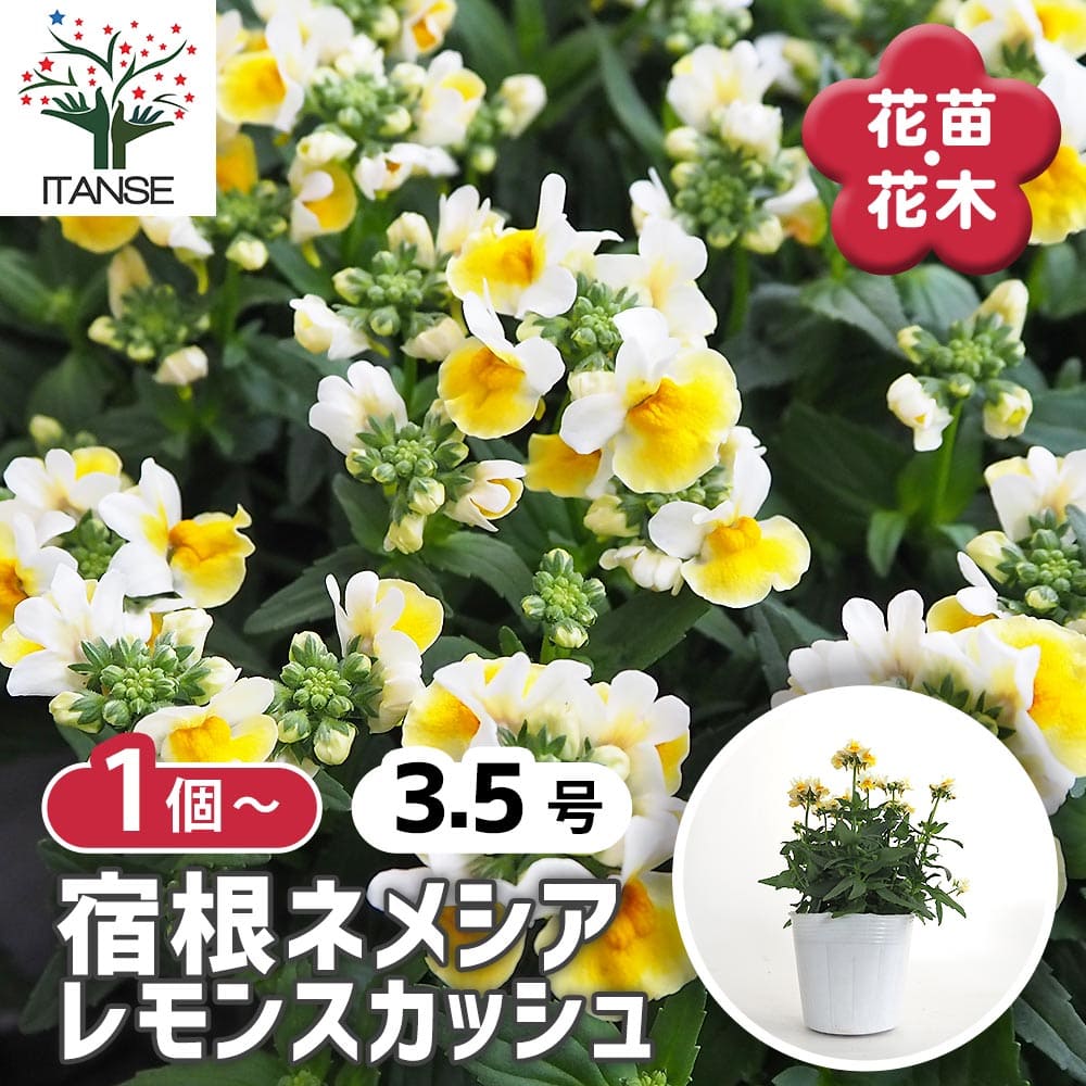 宿根ネメシア レモンスカッシュ 【花苗 3.5号】｜ 【植物の