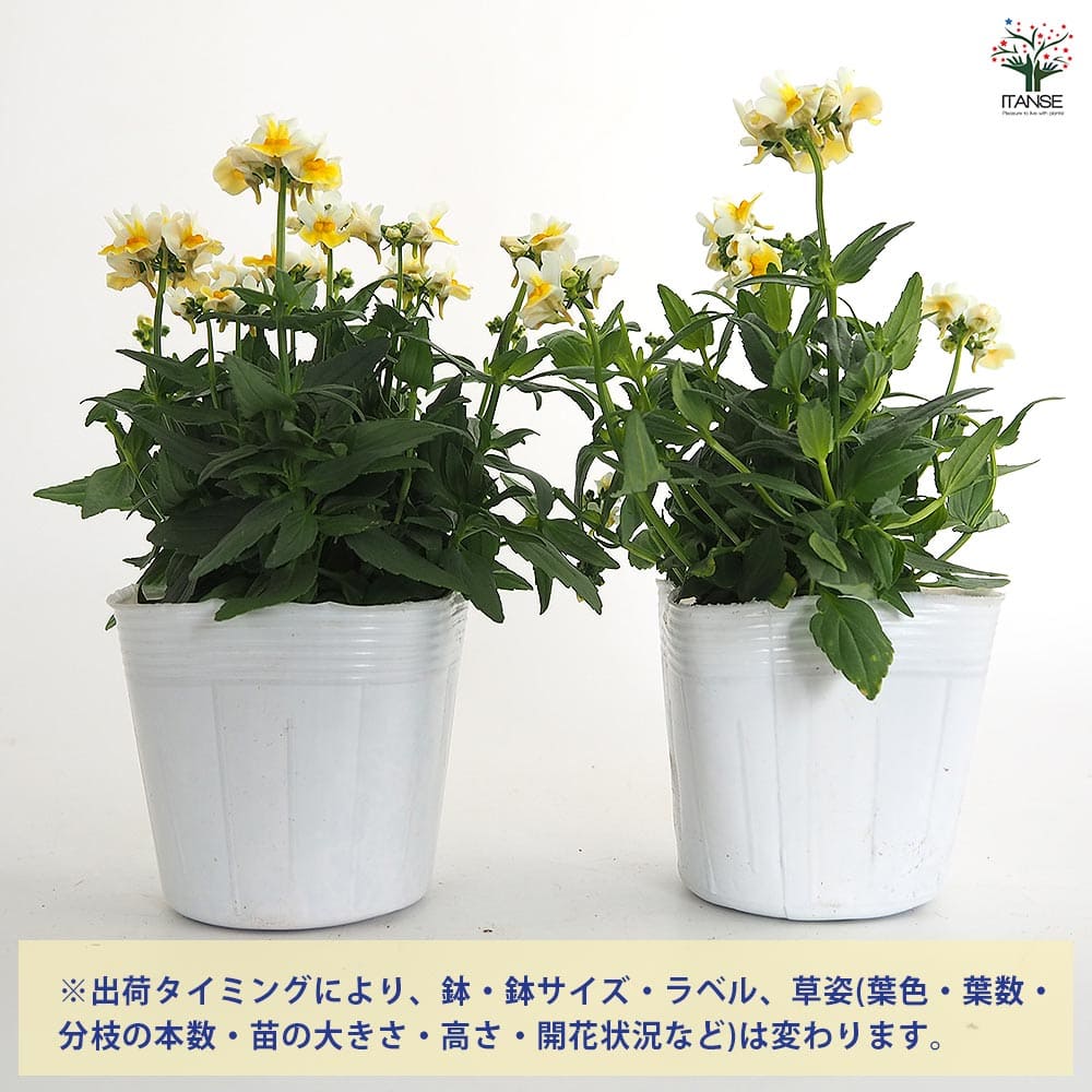 宿根ネメシア レモンスカッシュ 【花苗 3.5号】｜ 【植物の
