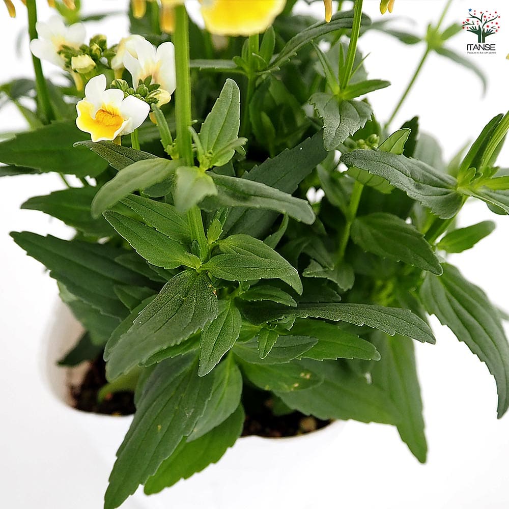 宿根ネメシア レモンスカッシュ 【花苗 3.5号】｜ 【植物の