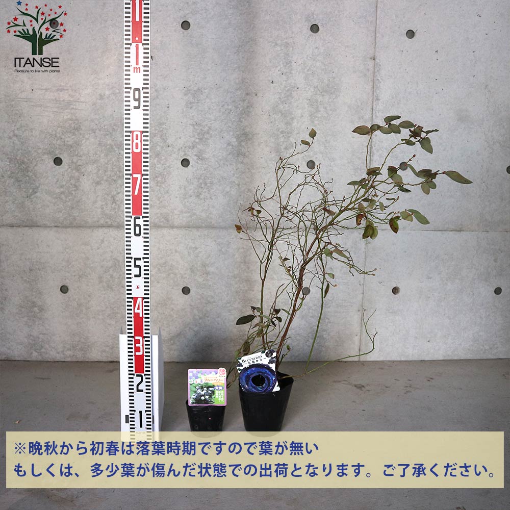 ブルーベリーの苗木ハイブッシュ系 おまかせ2品種各1個セット【果樹の