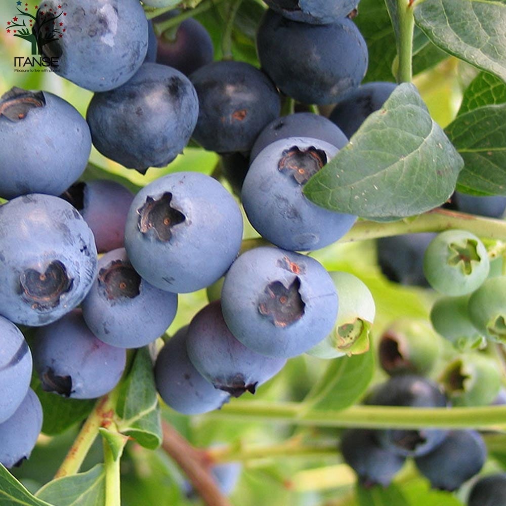 ブルーベリー苗8本セット ブルーベリー苗 ラビットアイ系2.5号ポット 8種8