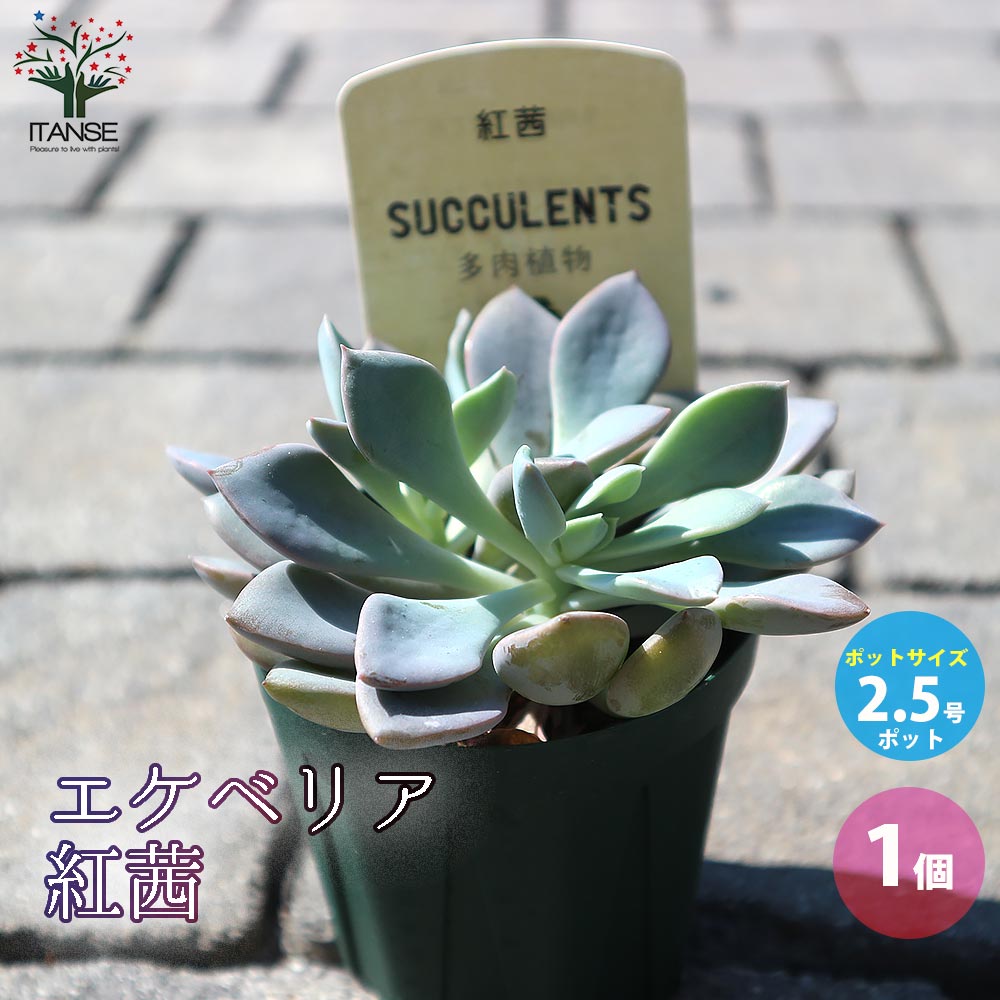 エケベリア・紅茜【多肉植物 2.5号鉢／1個売り】｜ 【植物の
