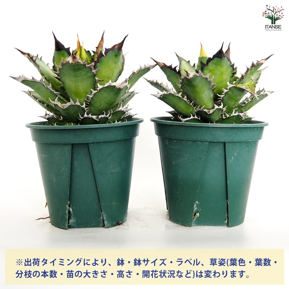 アガベ レッドキャットウィーズル 【観葉植物 6号／1個売り】｜ 【植物