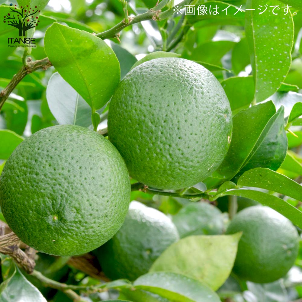 カボスの苗 カボス【果樹の苗木 4～5号／1個売り】｜ 【植物の