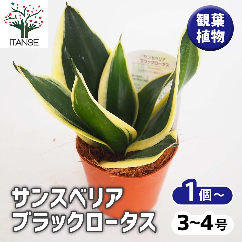 サンスベリア ブラックロータス 【観葉植物 3号】｜ 【植物の