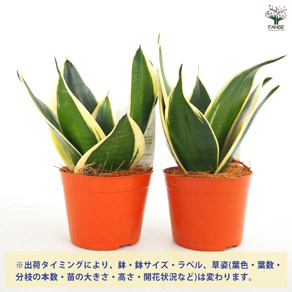 サンスベリア ブラックロータス 【観葉植物 3号】｜ 【植物の