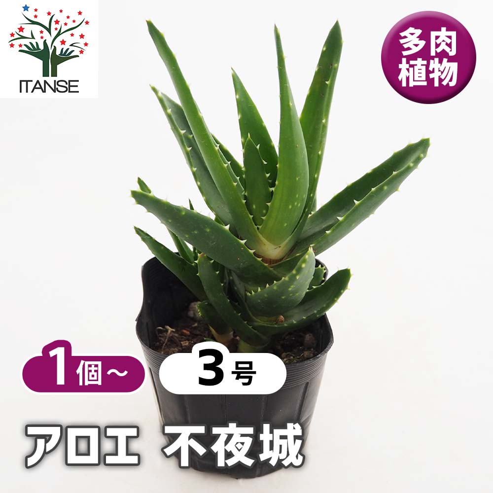 アロエ 不夜城 【多肉植物 3号】｜ 【植物のITANSE】全品
