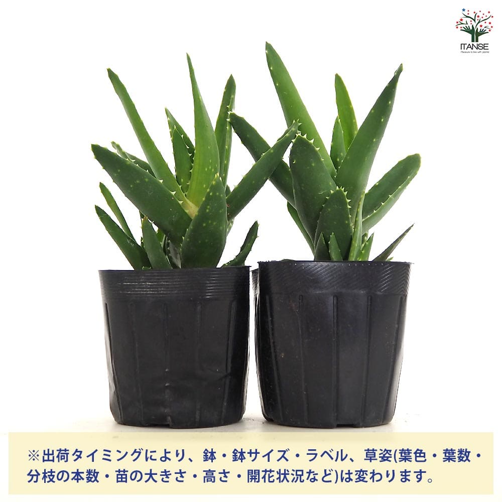 送料無料 アロエ 20年以上の親株 古株 多肉植物 【公式通販】