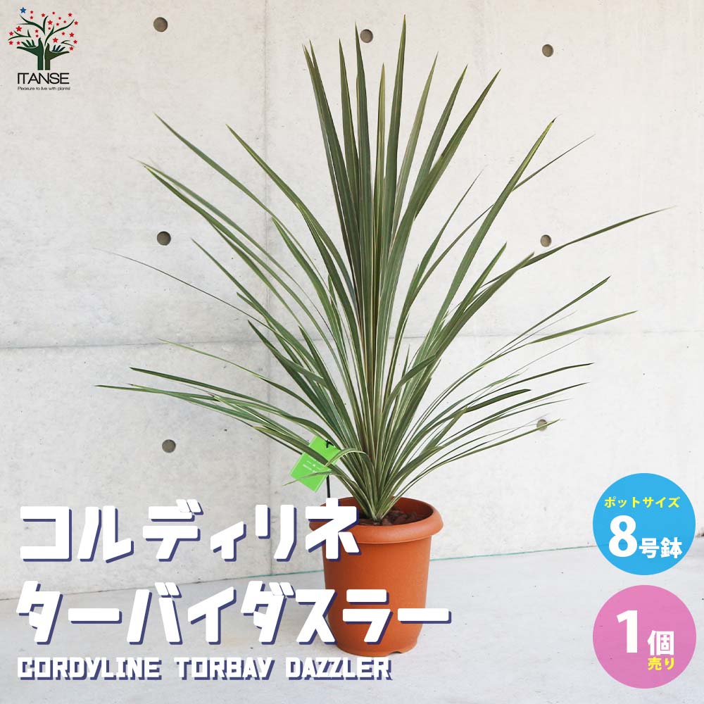 カラーリーフ コルディリネ ターバイダスラー【庭木 8号／1個売り】