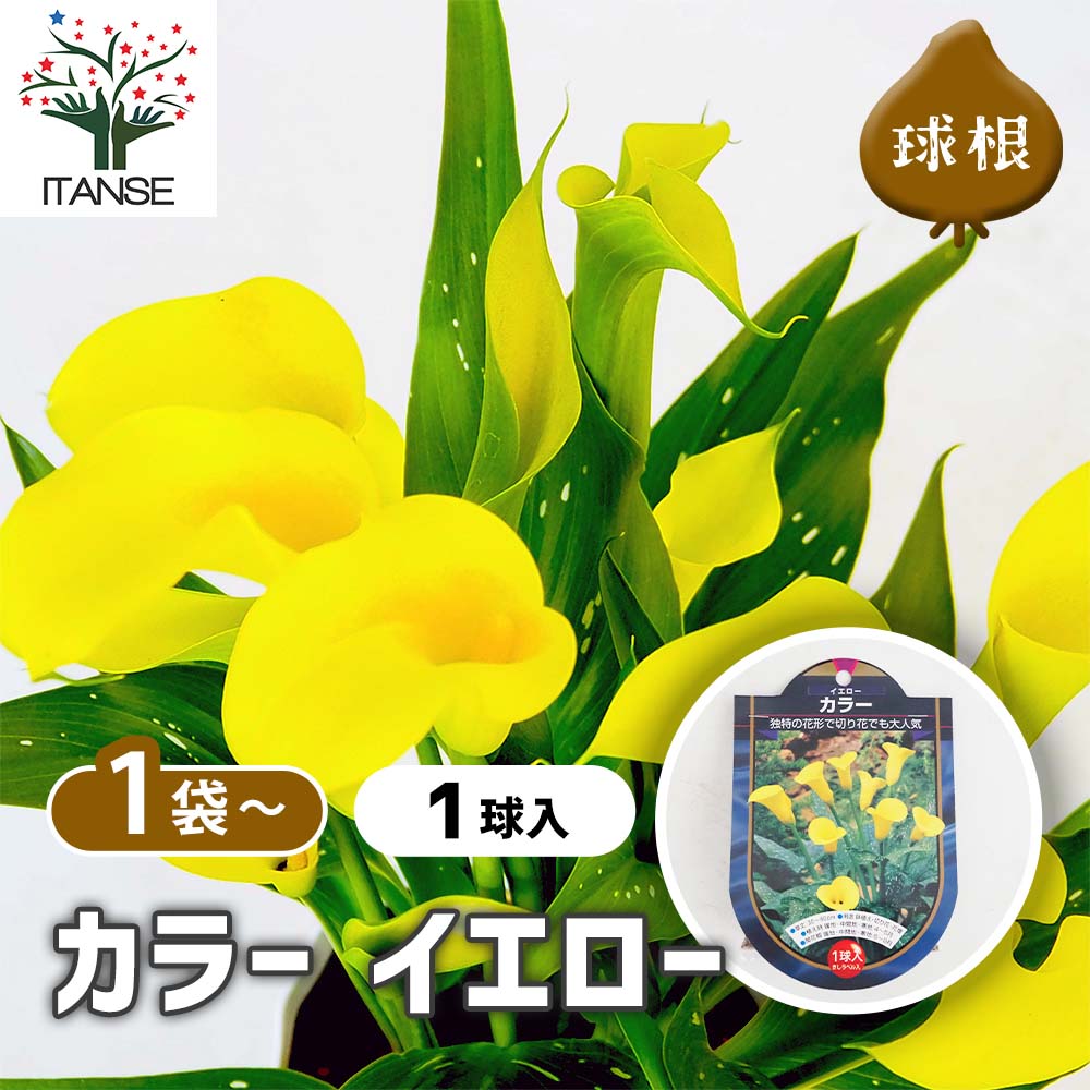 花球根 カラー イエロー 【花球根 1球】｜ 【植物のITANSE】全品