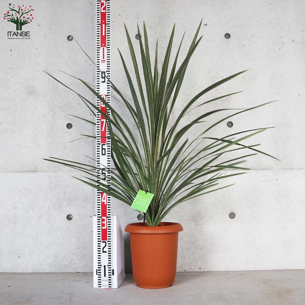 カラーリーフ コルディリネ ターバイダスラー【庭木 8号／1個売り】