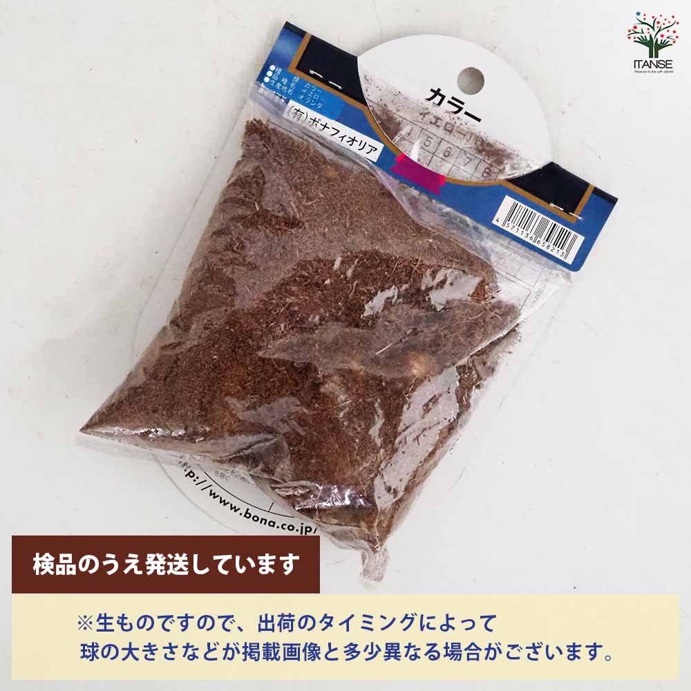 花球根 カラー イエロー 【花球根 1球】｜ 【植物のITANSE】全品