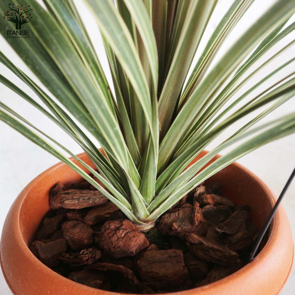 カラーリーフ コルディリネ ターバイダスラー【庭木 8号／1個売り】