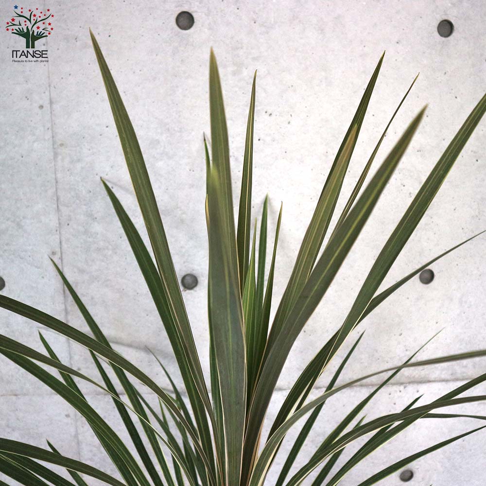 カラーリーフ コルディリネ ターバイダスラー【庭木 8号／1個売り】