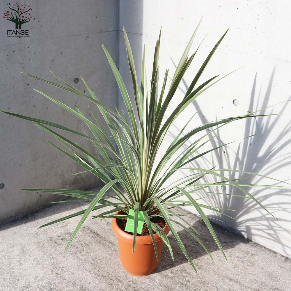 カラーリーフ コルディリネ ターバイダスラー【庭木 8号／1個売り】