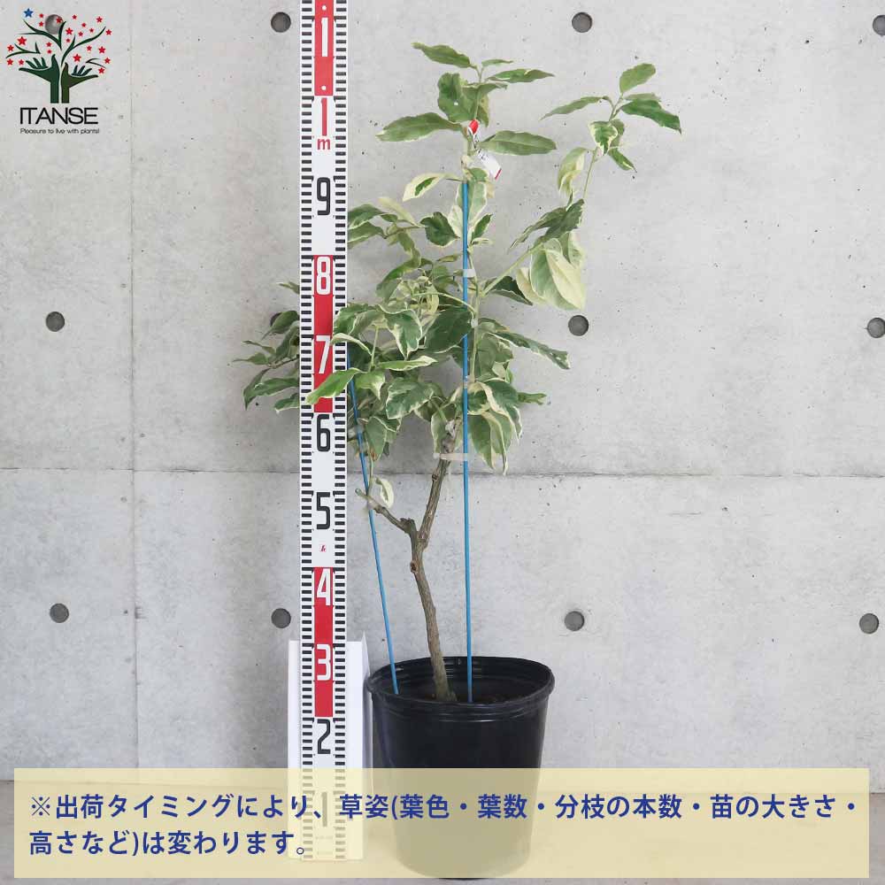 レモン大苗木 トゲなしレモン 8号鉢植え 接ぎ木苗 （ 送料無料 ） 大苗 : 花と