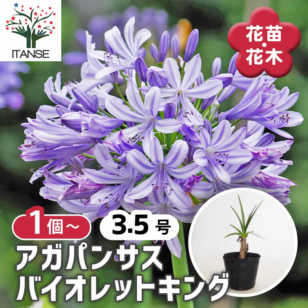 群生株　【アガパンサス】バイカラー（白・紫） アガパンサス バイオレットキング 【花苗 3.5号】｜ 【植物の
